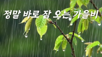 부드러운 빗소리