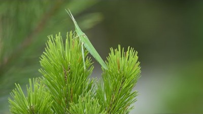 뇌세포 활성화 - 단 한 번 듣는 것만으로 머리 좋아지는 음악 - 단 한 번 듣는 것만으로 머리 좋아지는 음악, 기억력 강화, 뇌 휴식